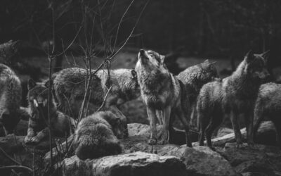 The Polished and the Unpolished Alpha Wolf